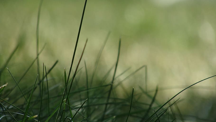 grass, green, macro, plant, growth, nature, day, field, green color HD wallpaper