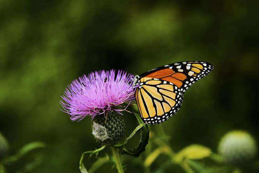 selective focus photo of monarch butterfly perching on pink cluster flower at daytime HD wallpaper