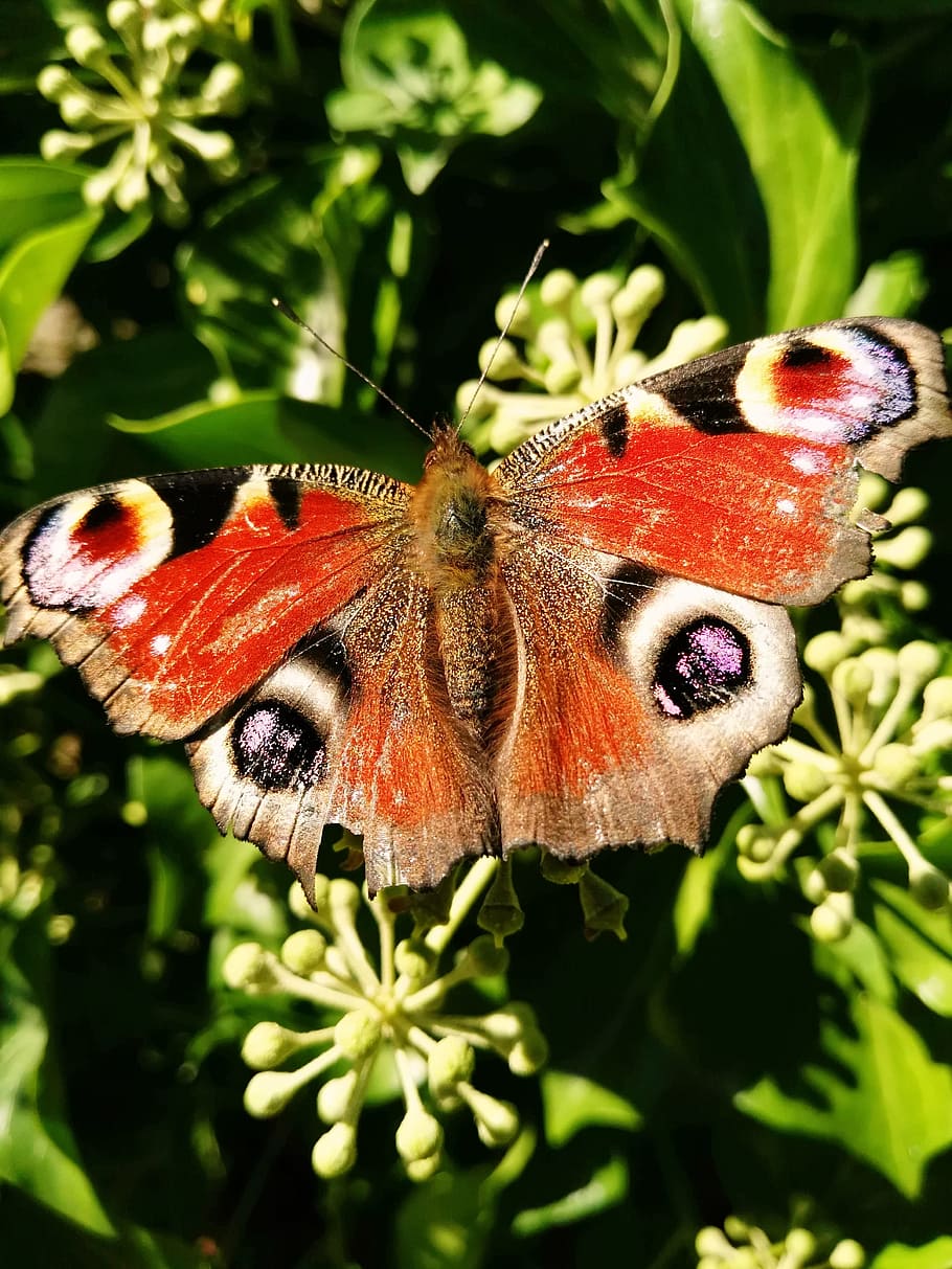 Colourful, Butterfly, Summer, insect, butterfly - Insect, nature HD wallpaper