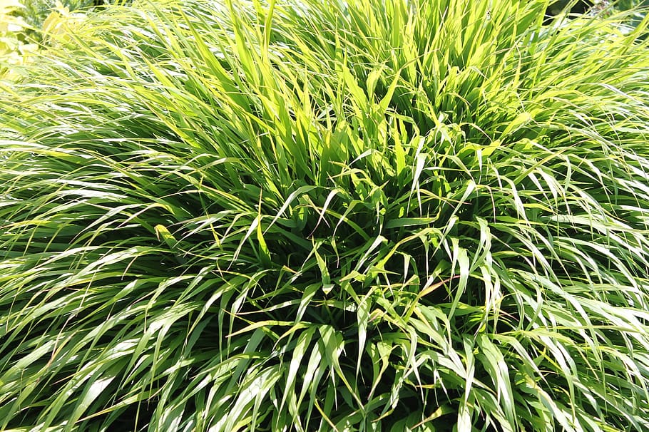 grass, green, plans, nature, plant, green Color, leaf, outdoors HD wallpaper