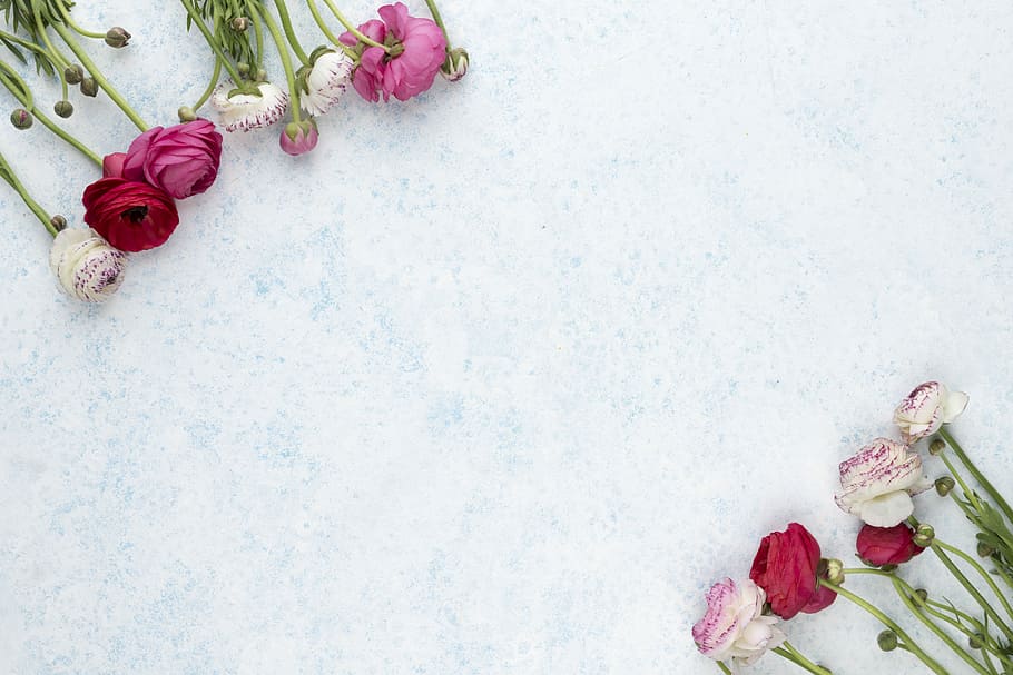 pink and white flowers on white surface, assorted-color petaled flowers on white surface HD wallpaper