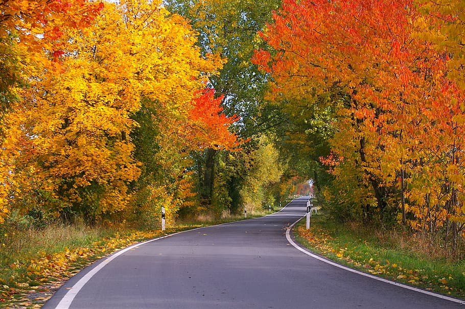 photo of road surrounded by trees, autumn, avenue, away, tree lined avenue, HD wallpaper