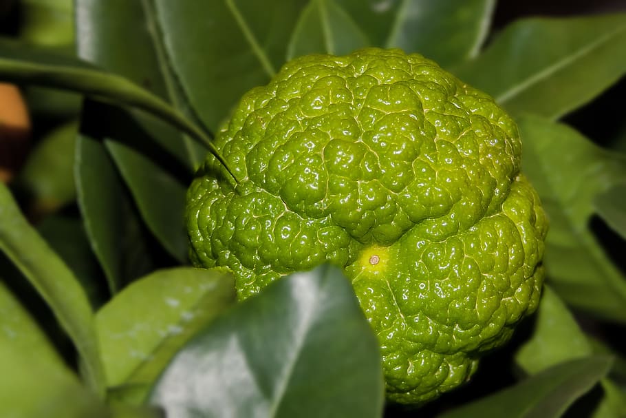 Lemon, Mediterranean, Yellow, Green, plant, spain, italy, yellow green HD wallpaper
