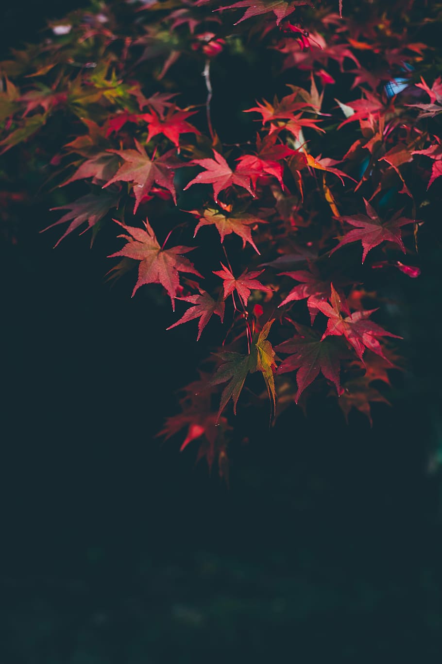 Red Autumnal Leaves, red maple leaves, nature, tree, fall, leaf HD wallpaper