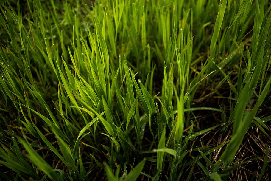 selective focus photography of green grass, field, blades, spring HD wallpaper