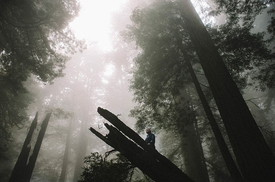 low angle photography of trees on forest, low angle photo of man on tree trunk on forest surrounded by trees HD wallpaper