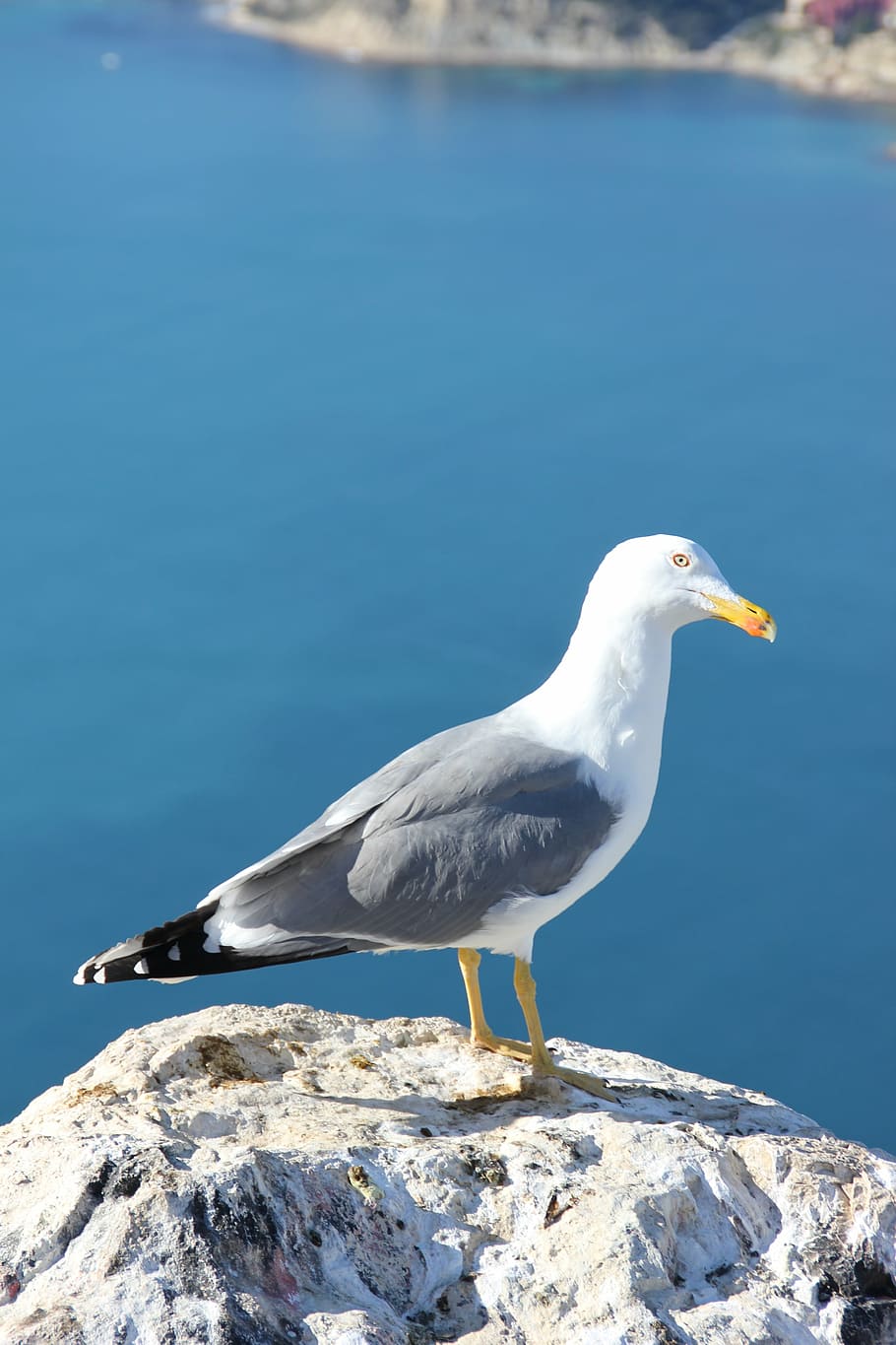 seagull, ave, bird, calpe, alicante, spain, vertebrate, animal wildlife HD wallpaper