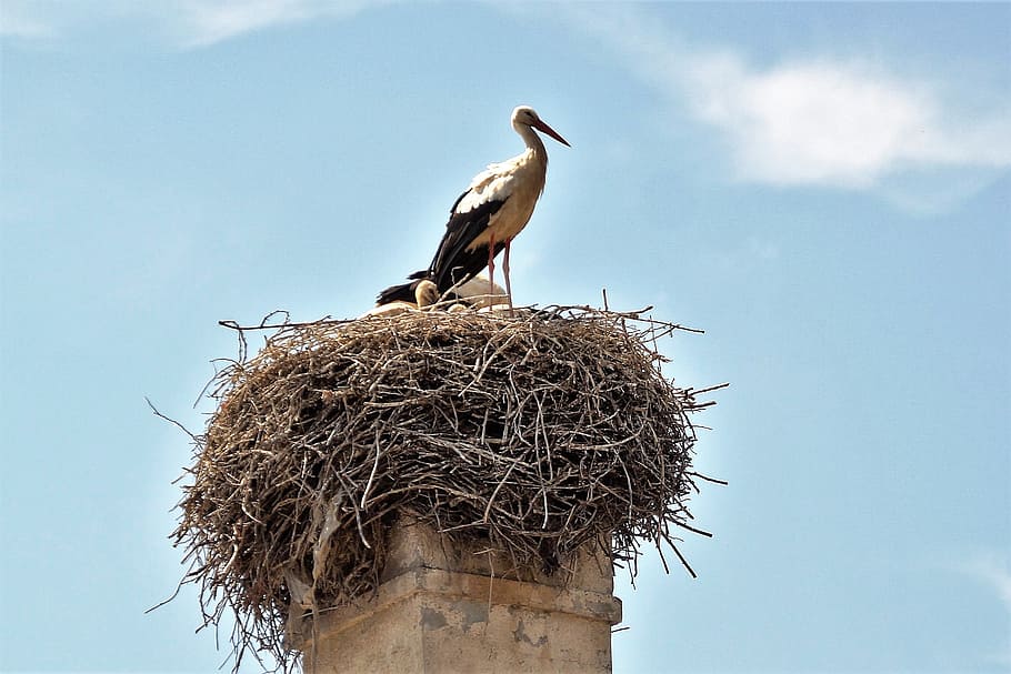 stork, nest, feeding, nesting, stork's nest, bird, risers, brood HD wallpaper