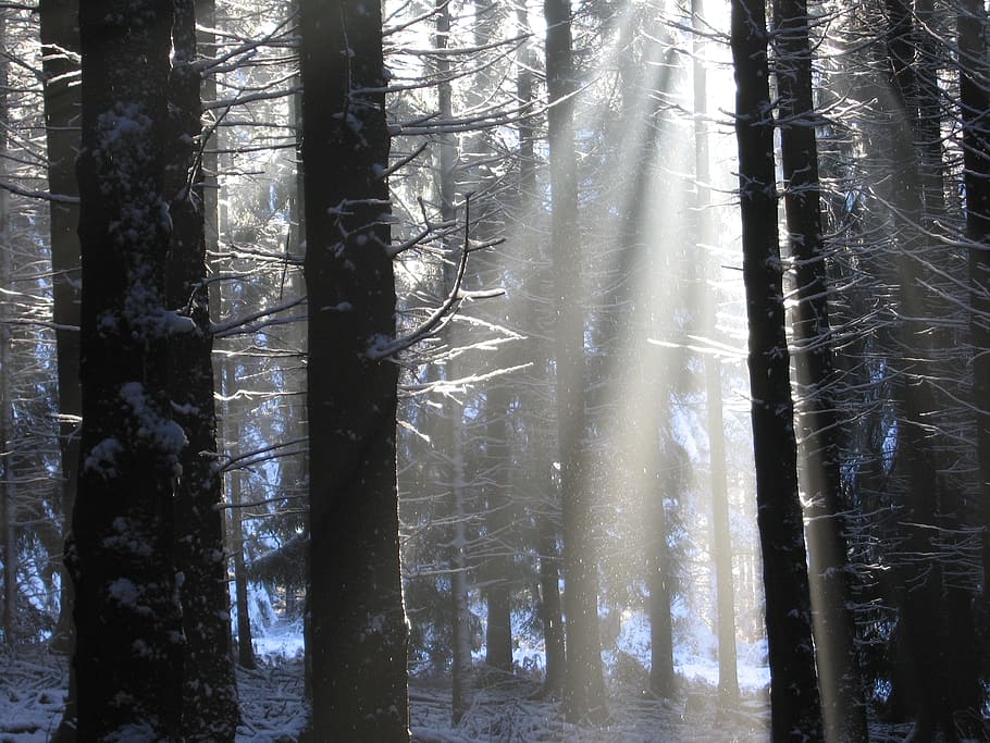 forest with crepuscular rays, winter, sunbeam, snow, wintry HD wallpaper