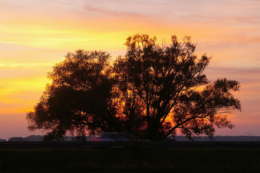 sunset, evening, clouds, sky, silhouette, landscape, dusk, tree HD wallpaper