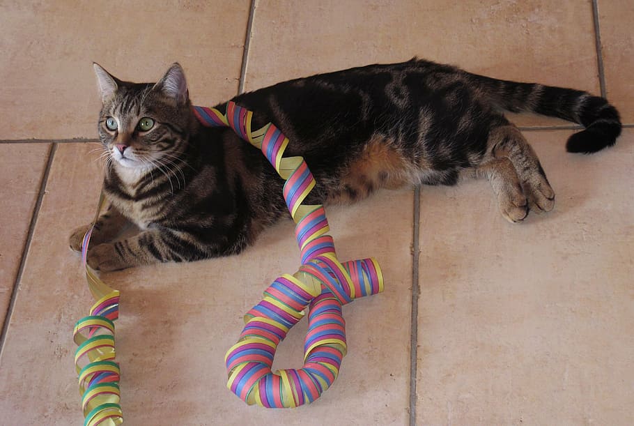 streamer, cat, lying, curious, domestic, domestic animals, pets HD wallpaper