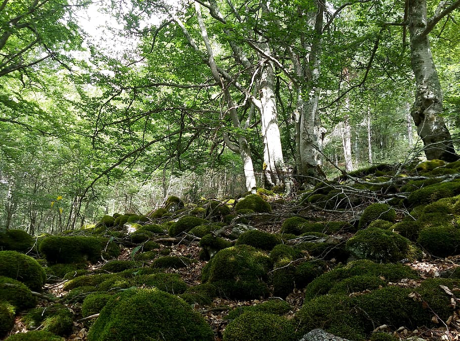 beech, hayedo, forest, green, nature, trees, landscape, hiking HD wallpaper