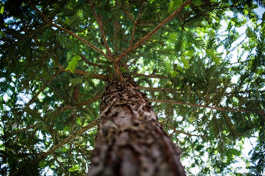 tree, branch, leafs, pine tree, bransches, plant, low angle view HD wallpaper