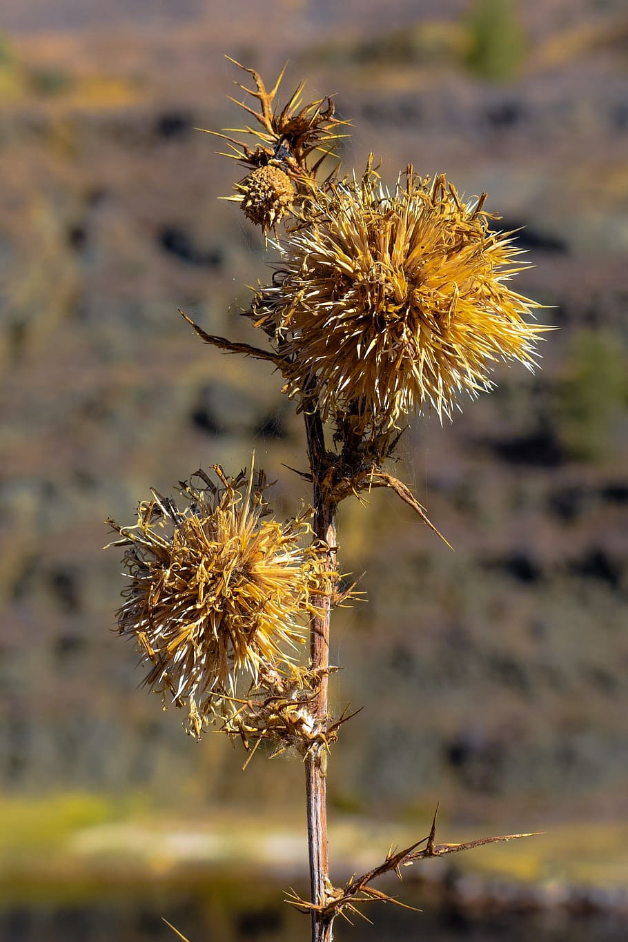 thistle, dry, plant, nature, wild, thorny, drought, aridity HD wallpaper