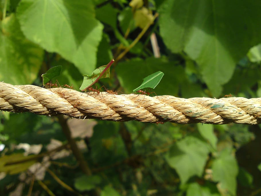 roped beside plant, ants, work, working, carrying, insect, nature HD wallpaper