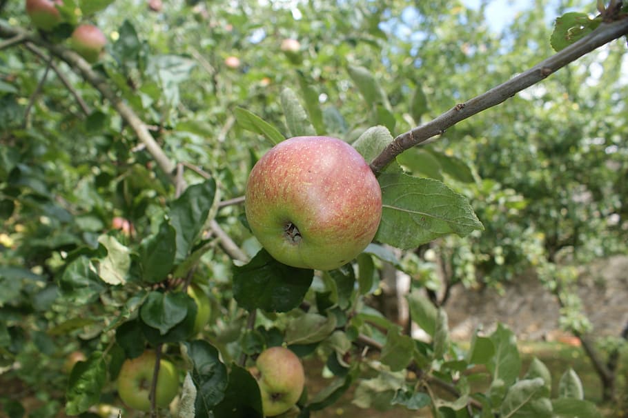 apple, orchard, autumn, tree, fruit, healthy eating, food and drink HD wallpaper