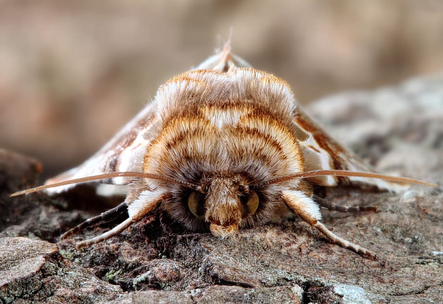 Moth, Macro, Lepidoptera, British, nature, insect, close up HD wallpaper
