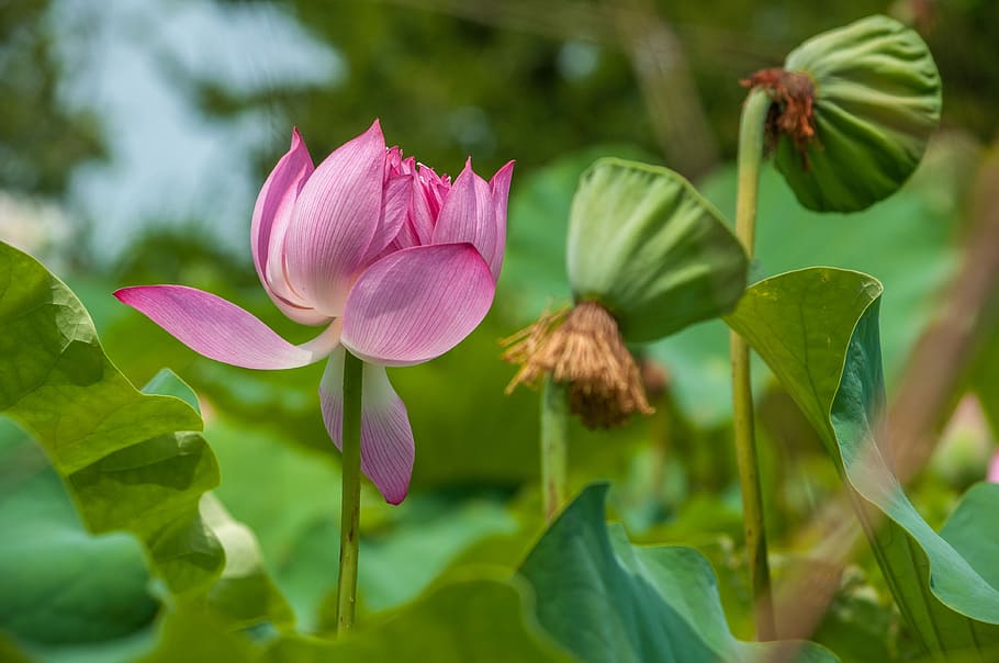 lotus, pink color, flower, flowering plant, beauty in nature HD wallpaper