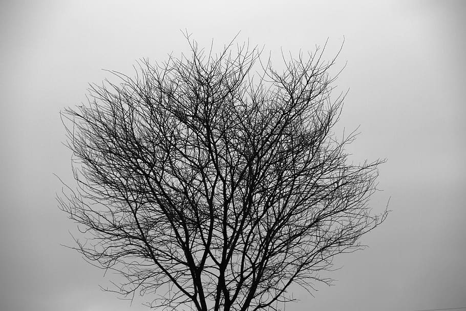 Tree, Silhouette, tree silhouette, forest, nature, branch, plant HD wallpaper