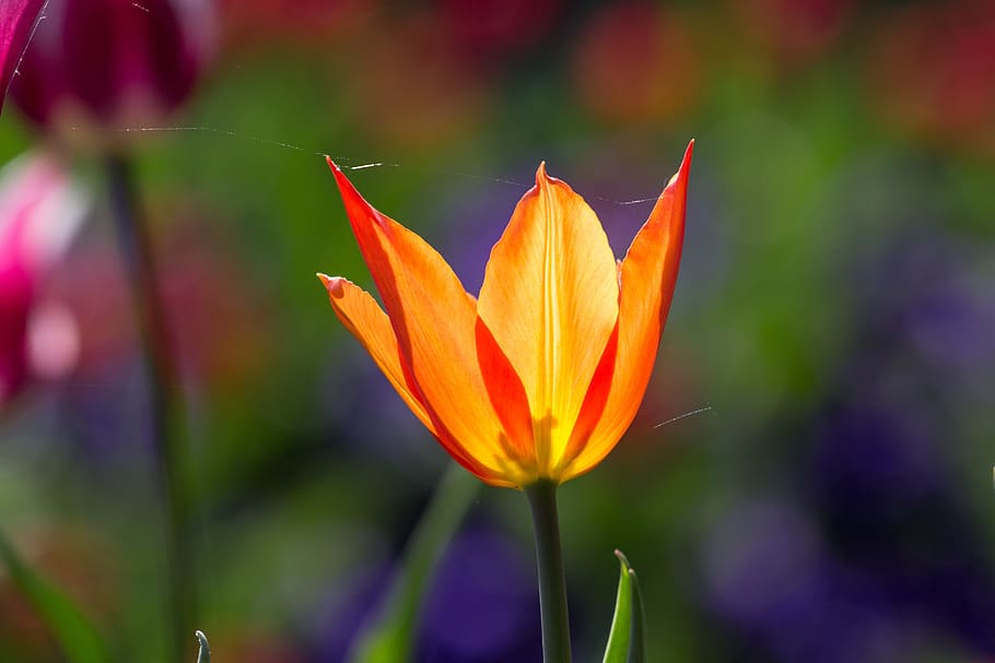 tulips, spring, light, colorful, flowers, macro, flowering plant HD wallpaper