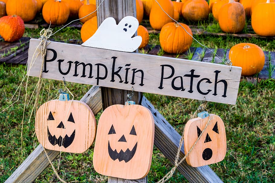 halloween, pumpkin patch, jack-o-lantern, orange, autumn, decoration HD wallpaper
