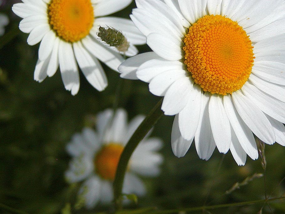 daisy, white, yellow, tickets, detail, beauty, flower, petal HD wallpaper