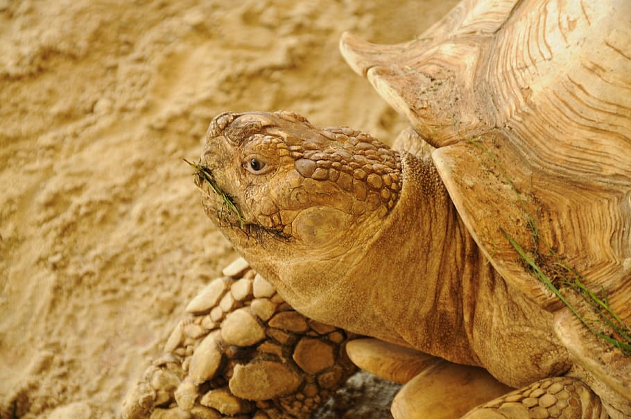 turtle, head, close, turtle head, animal themes, animal wildlife HD wallpaper