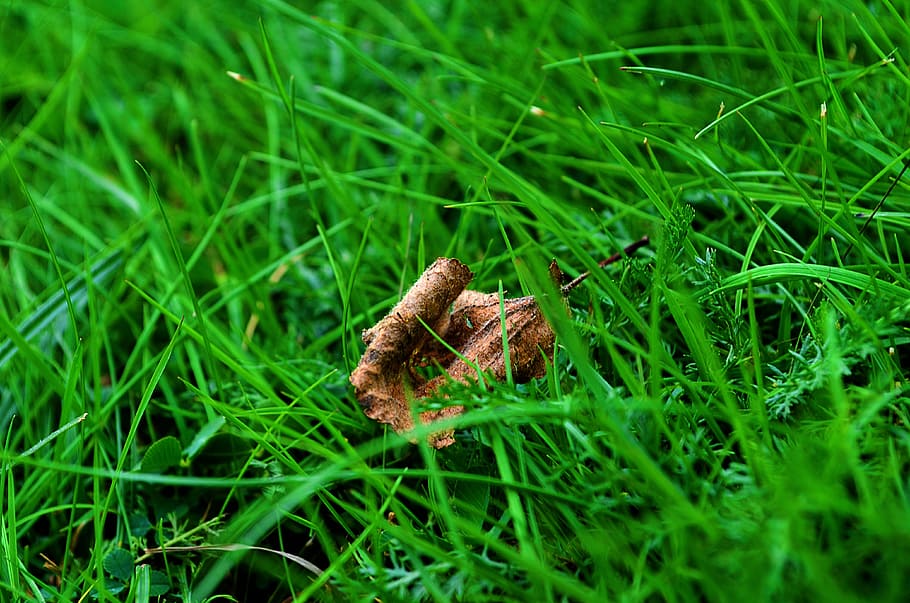 Nature, Grass, Sheet, Macro, close-up, brown, green Color, plant HD wallpaper
