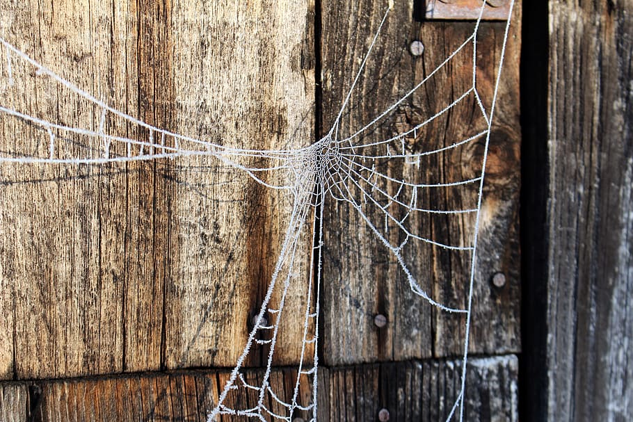frost, spider web, cold, wood - material, close-up, no people HD wallpaper