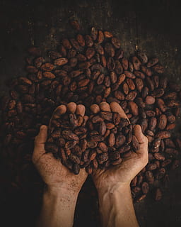 person holding dried beans, person holding coffee beans, MANOS HD wallpaper