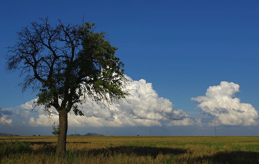 tree, heaven, sky, nature, branches, treetops, landscape, summer HD wallpaper