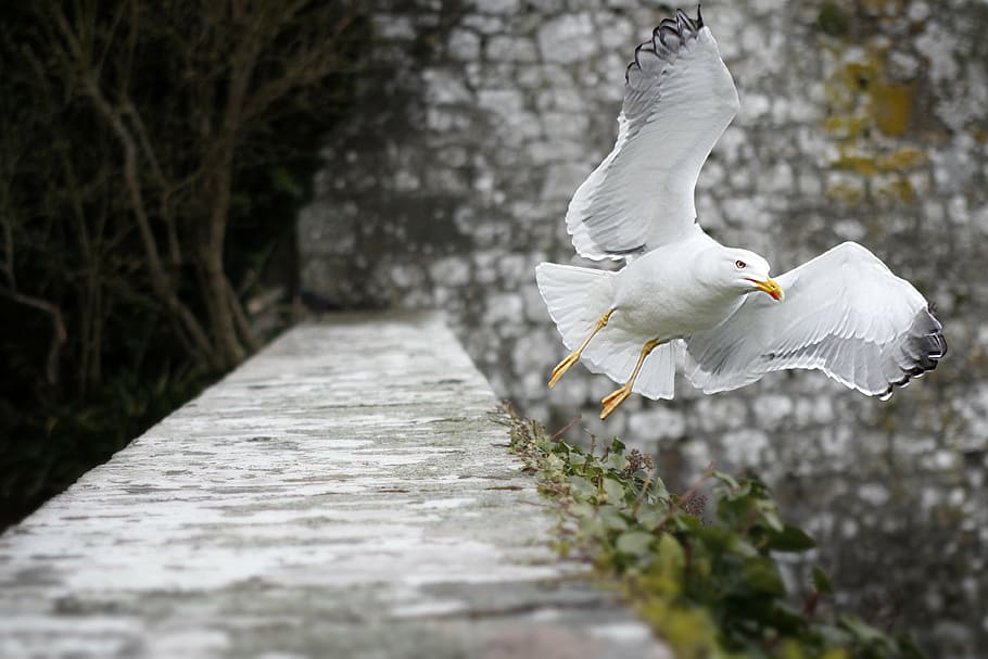 selective focus photography of ring-billed gull, seagull, fly HD wallpaper