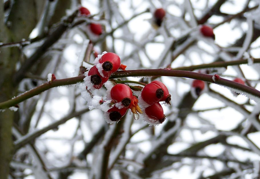frosted rose hips, rimy, winter, fruit, healthy eating, tree HD wallpaper