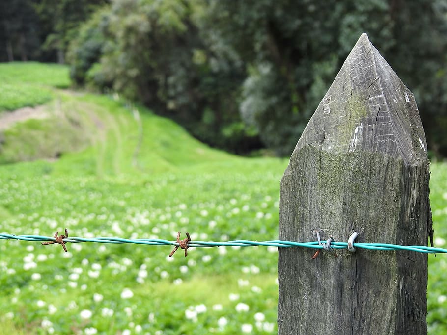 close, field, wire, fence post, barbed wire, barbed wire fence HD wallpaper
