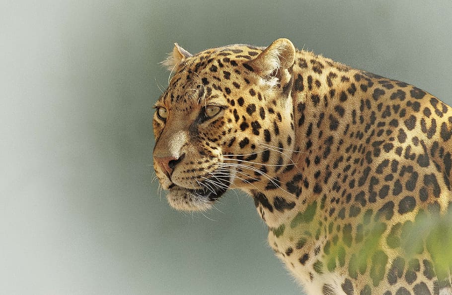 selective focus photography of leopard, predator, eyes, wildlife HD wallpaper