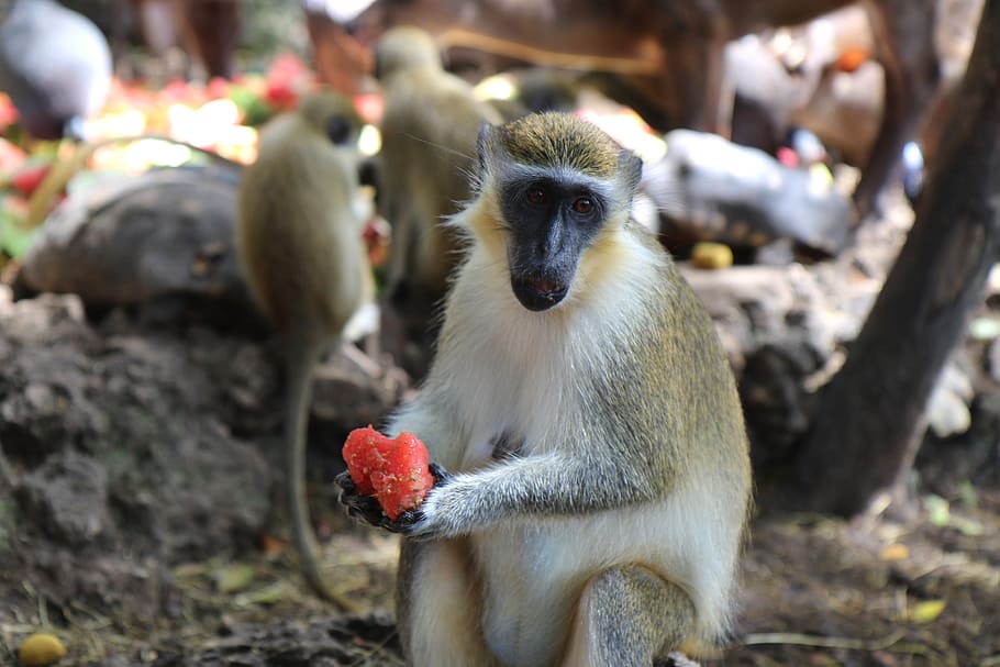 monkey, watermelon, wildlife, animal, mammal, nature, primate HD wallpaper