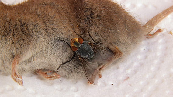 carcass, mouse, shrew, fly, dead, animal, housefly, animal themes HD wallpaper