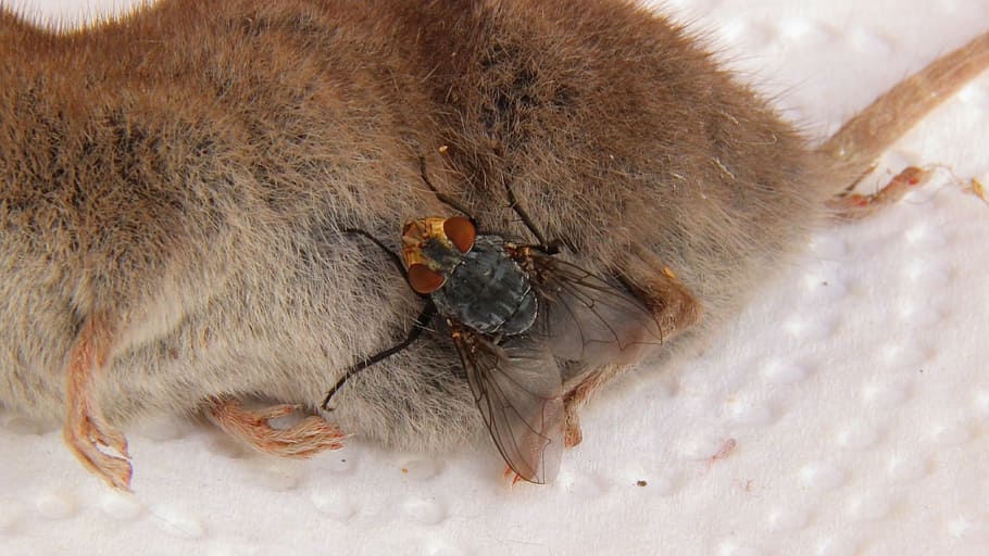 carcass, mouse, shrew, fly, dead, animal, housefly, animal themes HD wallpaper