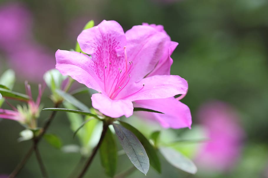 flower, red, sims azalea, spring, plant, nature, grow, outdoor HD wallpaper
