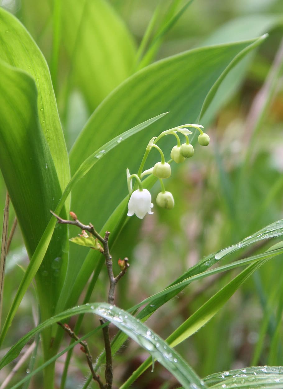 Spring, Valley, Sweetness, Flower, white flower, bell, forest HD wallpaper