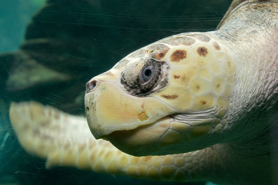 turtle, ocean, nature, tropical, water, marine, reptile, aquatic HD wallpaper
