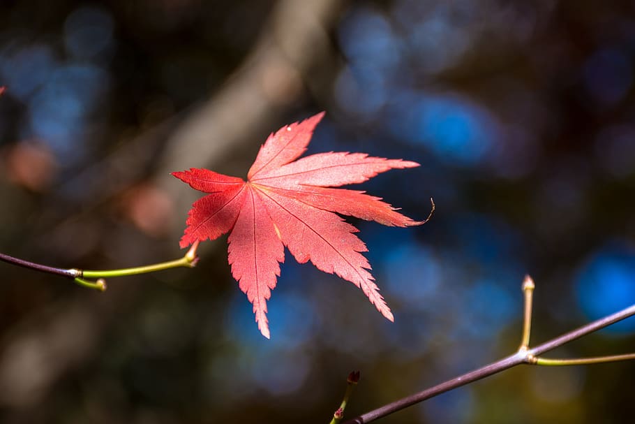 maple leaf, blue day, autumn, plant part, change, close-up HD wallpaper
