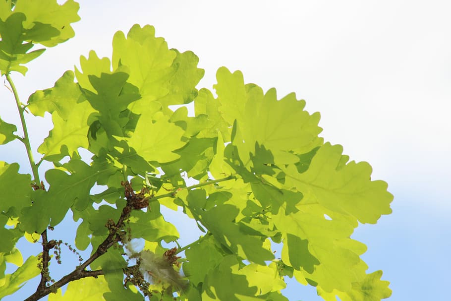 Oak, Tree, Old, Nature, Aesthetic, old oak, deciduous tree HD wallpaper
