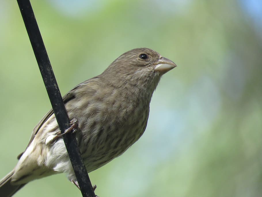 bird, close up, wildlife, vertebrate, one animal, animal themes HD wallpaper