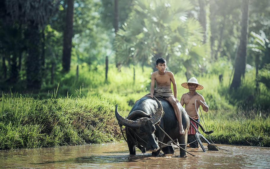 boy riding black water buffalo on body of water photography, agriculture