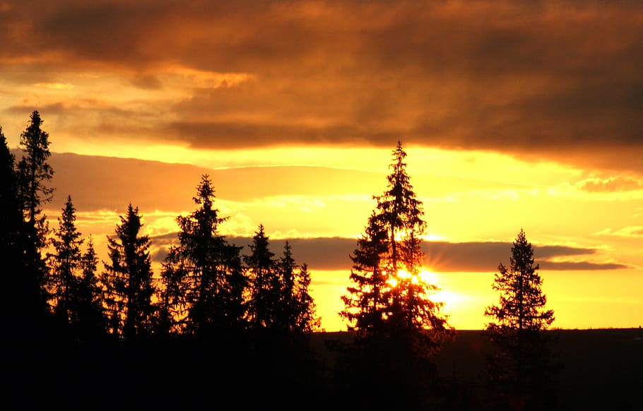 evening, sunset, cloud, forest, tree, sky, orange, plant, cloud - sky HD wallpaper