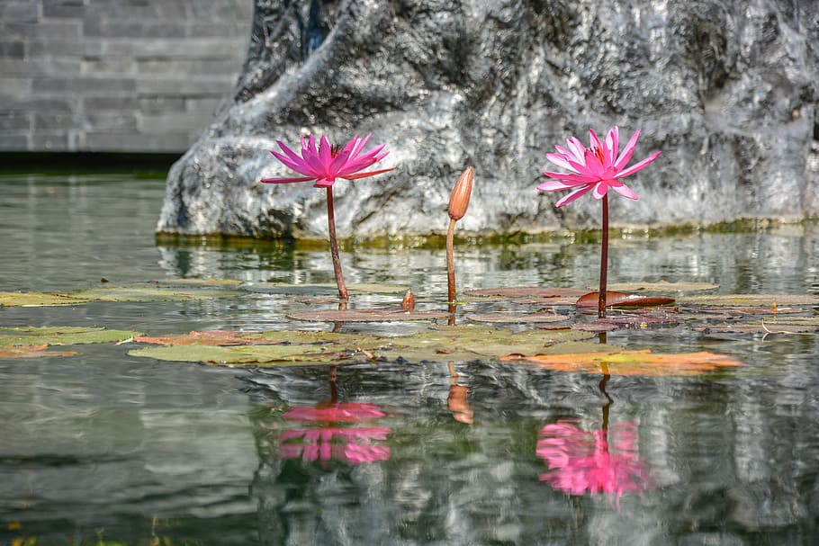 two pink flowers in water, lotus, reflection, nature, natural HD wallpaper