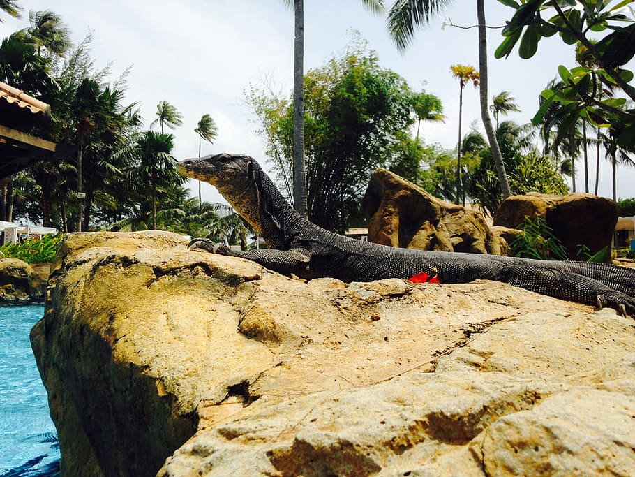 monitor lizard, sunbathing, nature, reptile, tree, plant, solid HD wallpaper