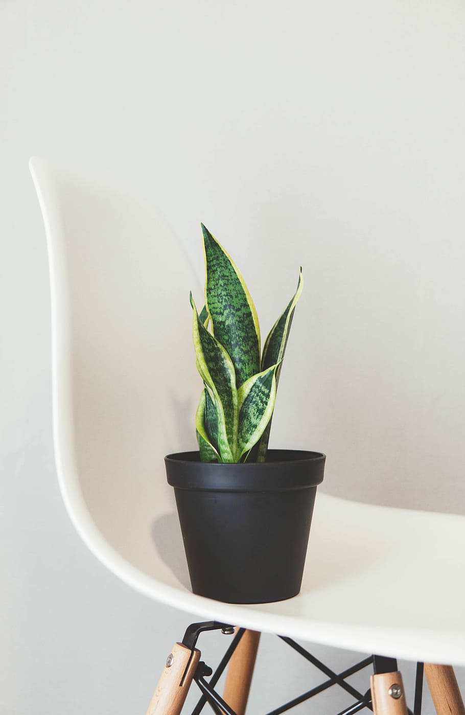 potted green snake plant on white chair, potted green snake plant, HD wallpaper
