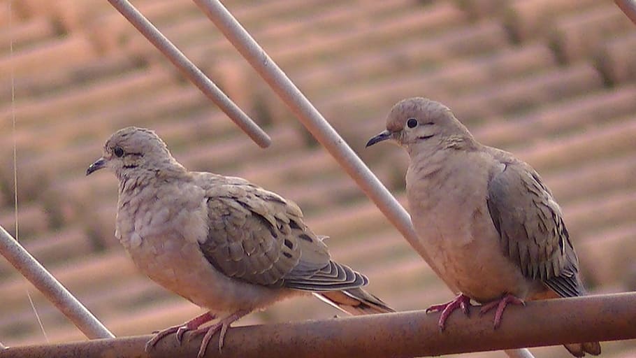 bird, pity, dove rolls, animal themes, animal wildlife, two animals HD wallpaper